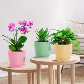 WSMKSZ succulent-friendly pots fit small succulents and herbs with room to grow.