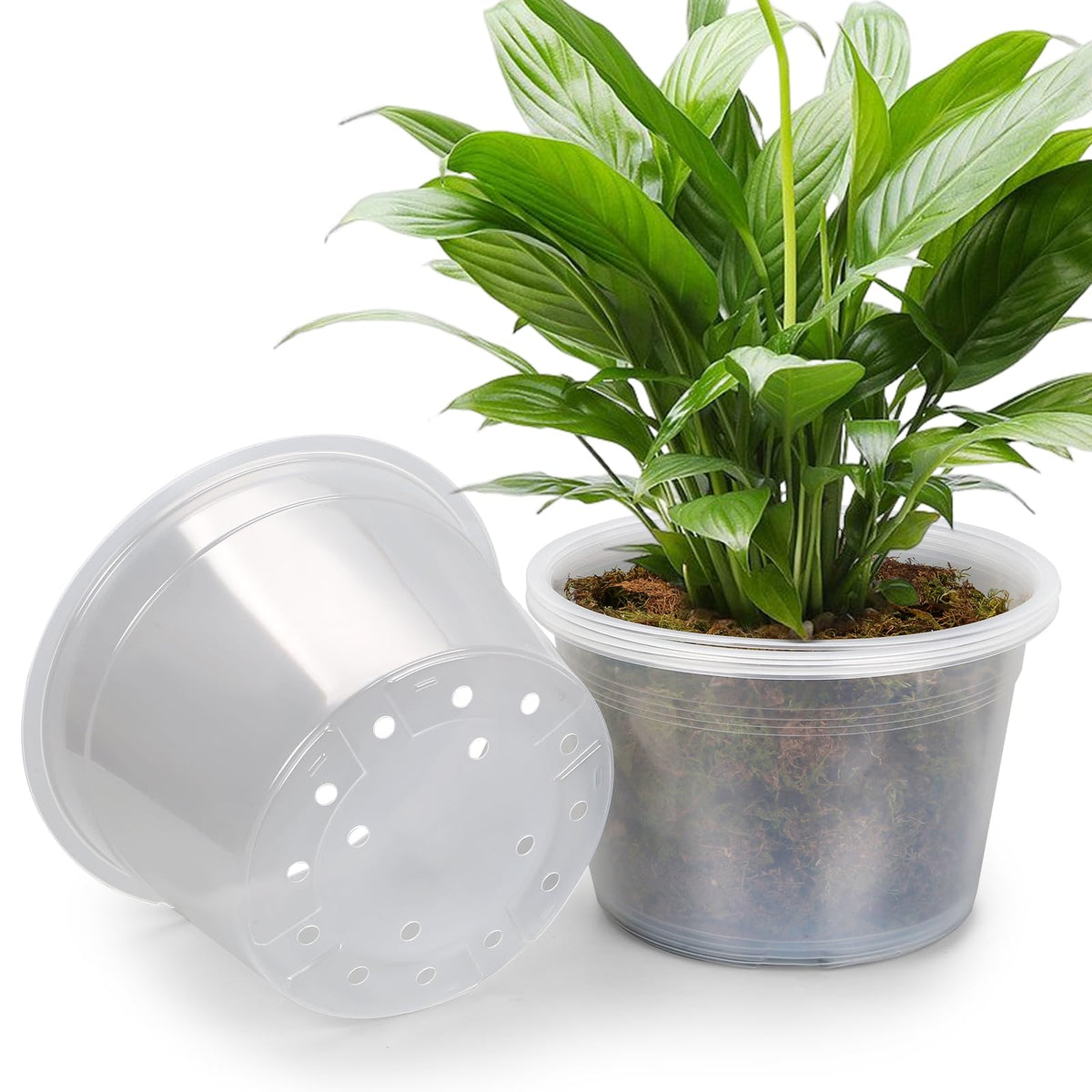 WTXHOP 12-inch clear nursery pot pack for versatile seedling growth.