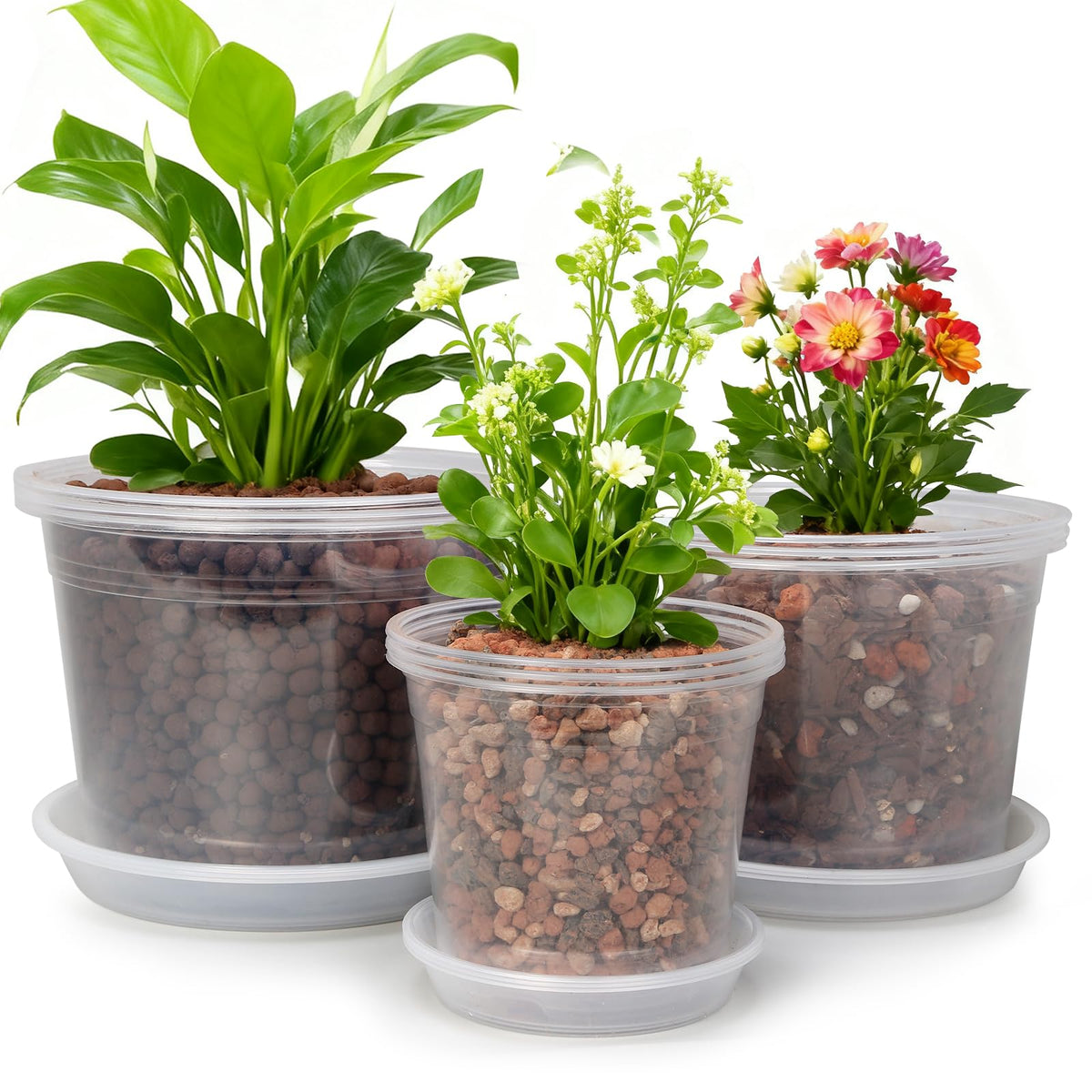 WTXHOP 6-inch clear nursery pot with visibility for root checks and drainage.
