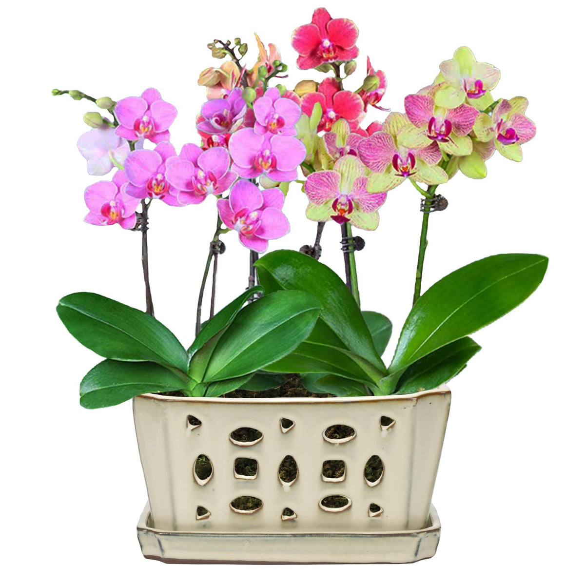 W&W orchid pot durable ceramic for long-lasting use