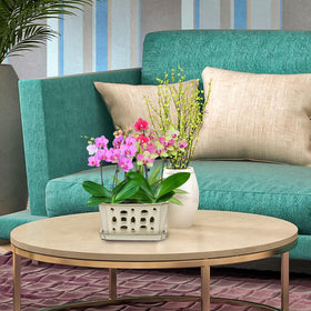 W&W orchid pot complements home decor with simple elegance