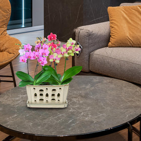 W&W orchid pot ideal for repotting and other plants