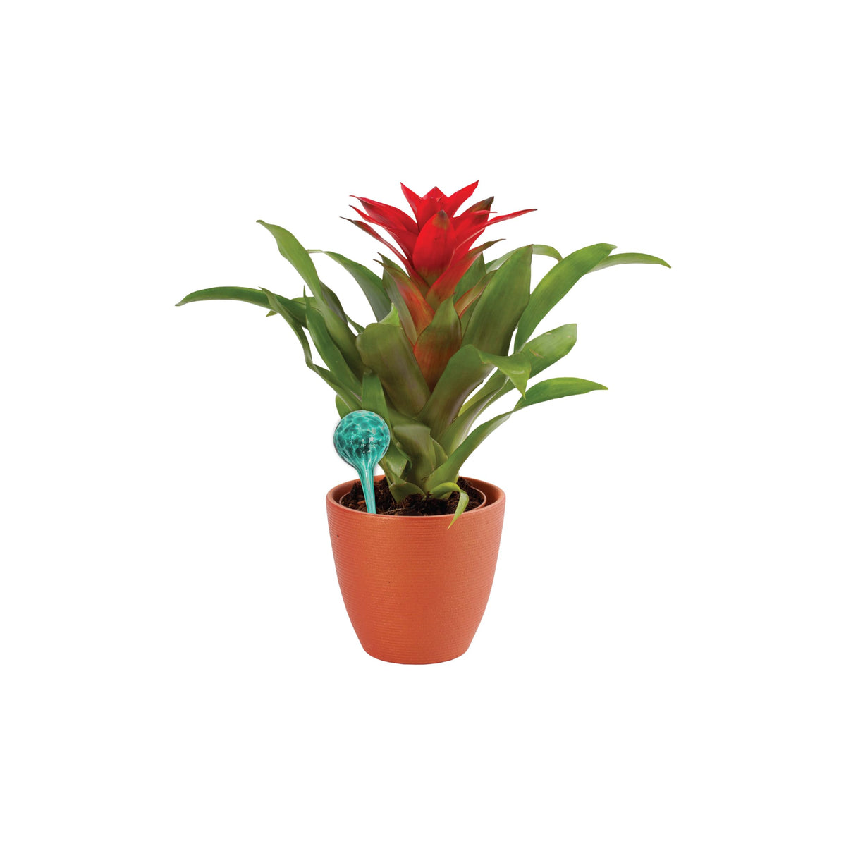12-inch glass watering globes promote effortless plant care during travel.