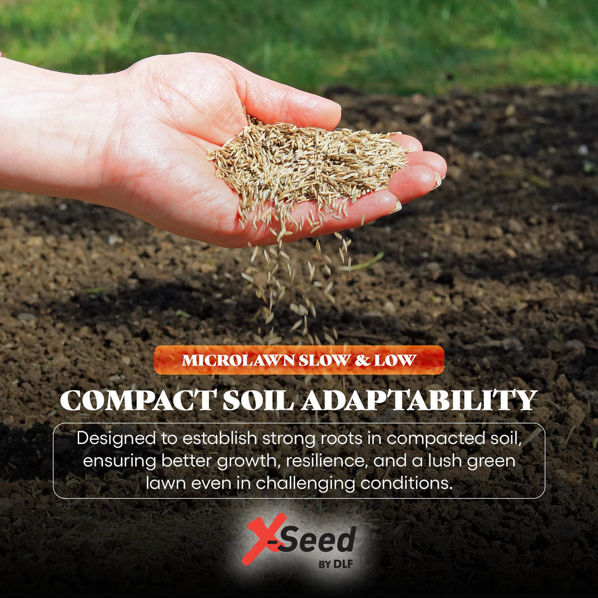 X-Seed creeping red fescue blade demonstrates deep roots for drought resilience.