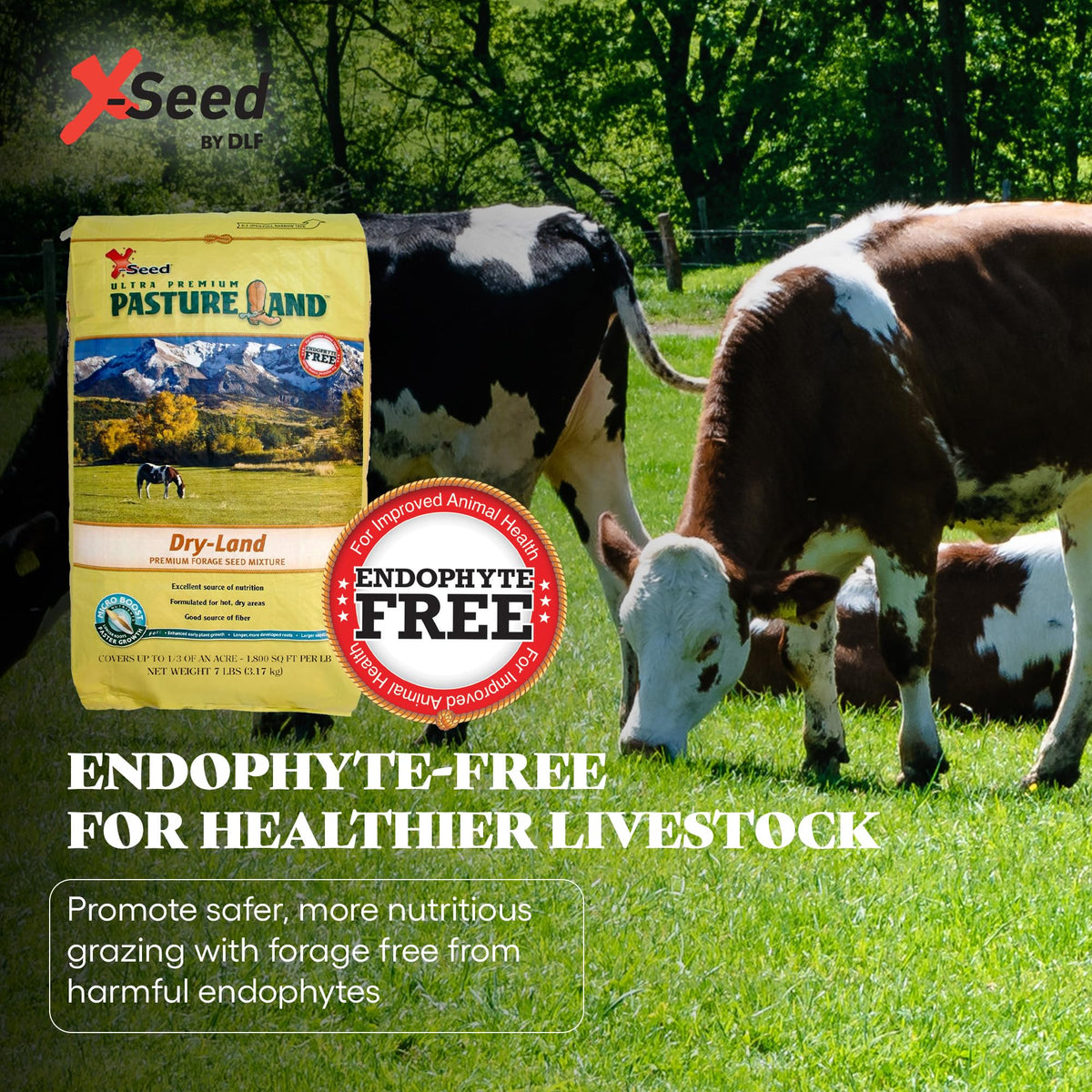 X-Seed Endophyte-free pasture seed close-up for safe grazing.