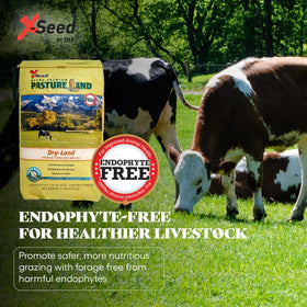 X-Seed Endophyte-free pasture seed close-up for safe grazing.