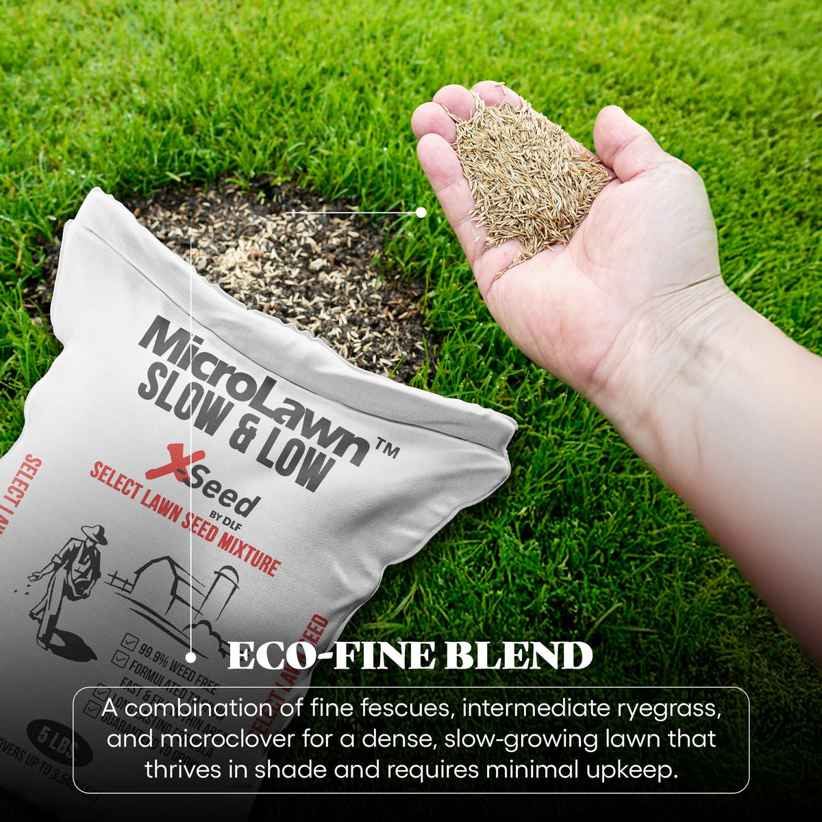 X-Seed shade-tolerant lawn in deep shade showing lush density.