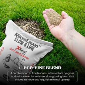 X-Seed shade-tolerant lawn in deep shade showing lush density.