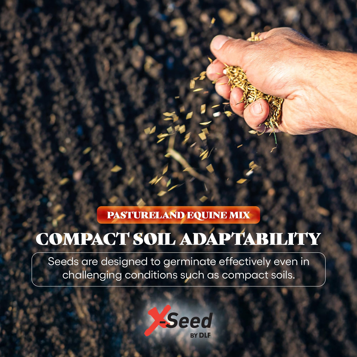 X-Seed Tall fescue blades close-up for durable forage.
