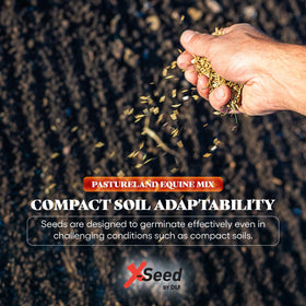 X-Seed Tall fescue blades close-up for durable forage.