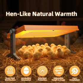 Xbrigh Chick Brooder Plate preheat guidance helps you start with stable warmth before chicks arrive.