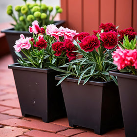 XCRUI versatile pots for indoor and outdoor gardening tasks.