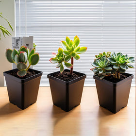 XCRUI nursery pots with drainage holes promote healthy moisture levels.