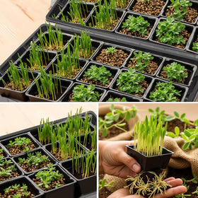 XCRUI seed starting tray supports wheatgrass and microgreens cultivation with hydroponics potential.
