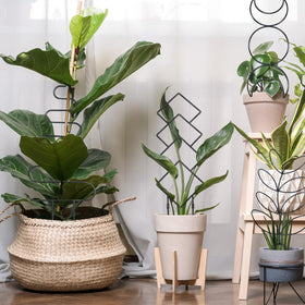 Xeeol climbing plant support for Hoya and Pothos enhances vertical growth.