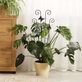 Xeeol complete set includes two trellises and ties for flexibility