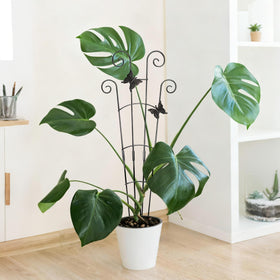 Xeeol decorative butterfly pattern enhances space while supporting vines