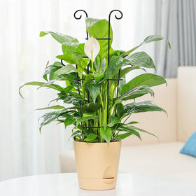 Xeeol includes 20 ties for quick plant training