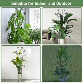 Xeeol robust setup supports ivy, pothos, and monstera for lush foliage.