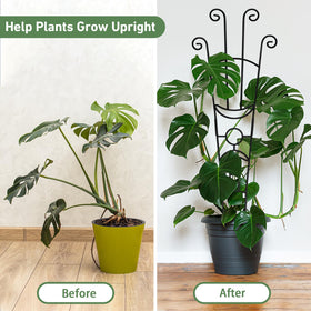Xeeol rust-resistant metal trellis provides durable year-round support.