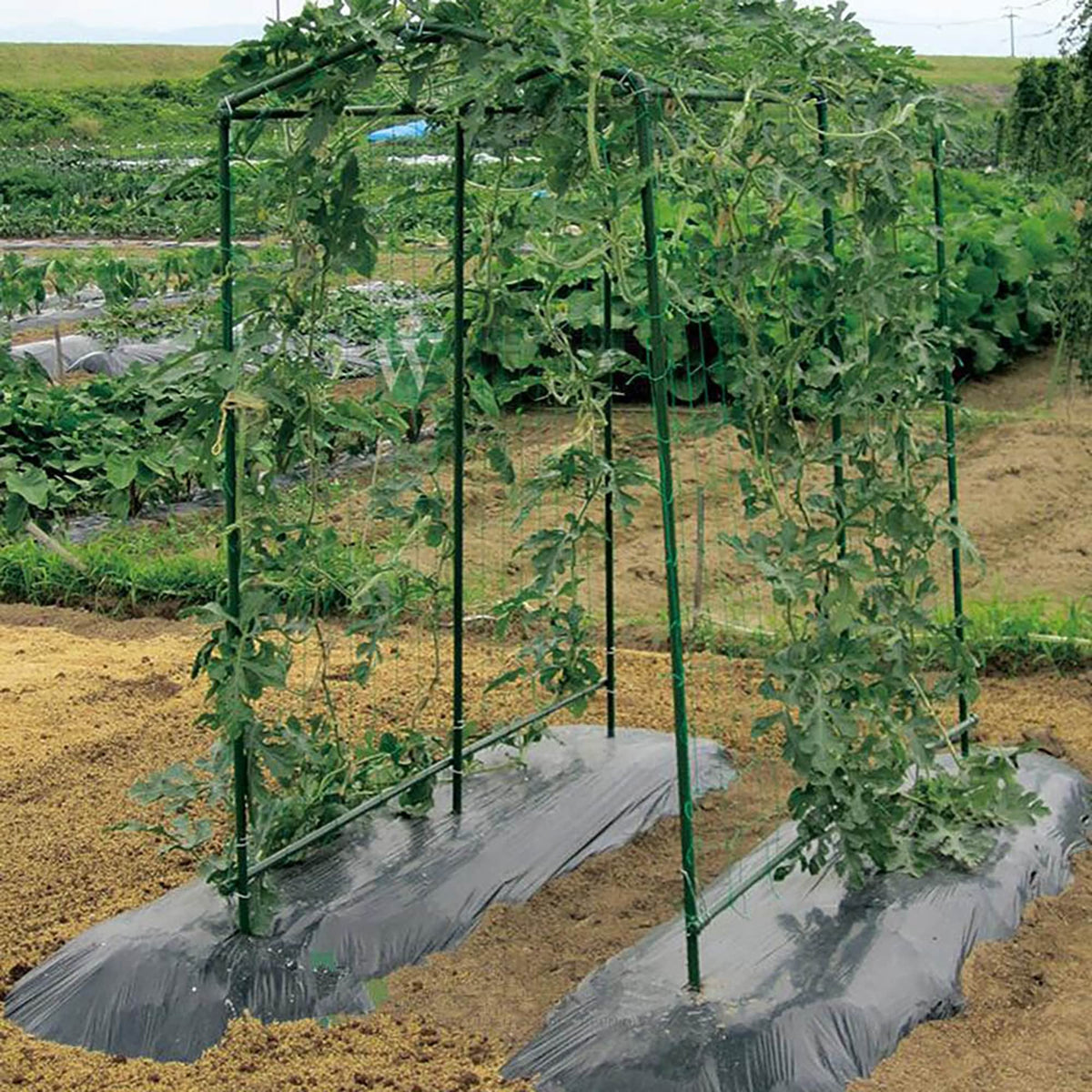 Xiny Tool tomato/eggplant/bean climbing support using garden stakes