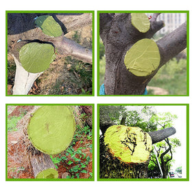 XIRUJNFD cut paste coverage seals pruning sites for quicker recovery and less sap loss.