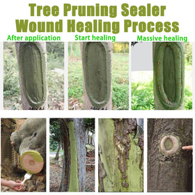 XIRUJNFD tree wound dressing coating on a pruning cut