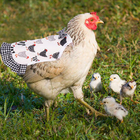 XLSXEXCL easy-to-wear design fits most hen breeds.