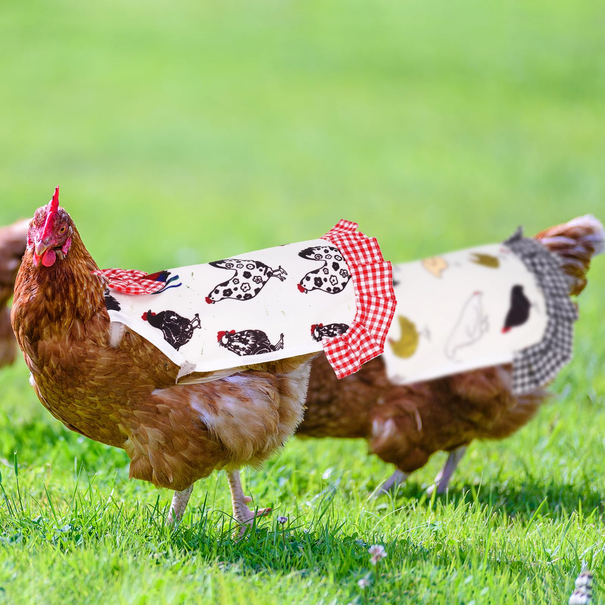XLSXEXCL back protector covers the back area to aid feather regrowth.