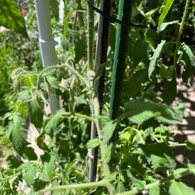 Xuwzenkl easy-ground-insertion stake speeds setup for busy gardeners