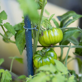 Xuwzenkl ground insertion design helps stabilize plants without shifting