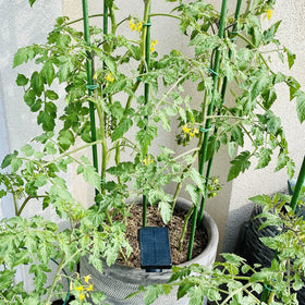 Xuwzenkl steel plant stake 25pack durably supports tomatoes and beans in garden beds