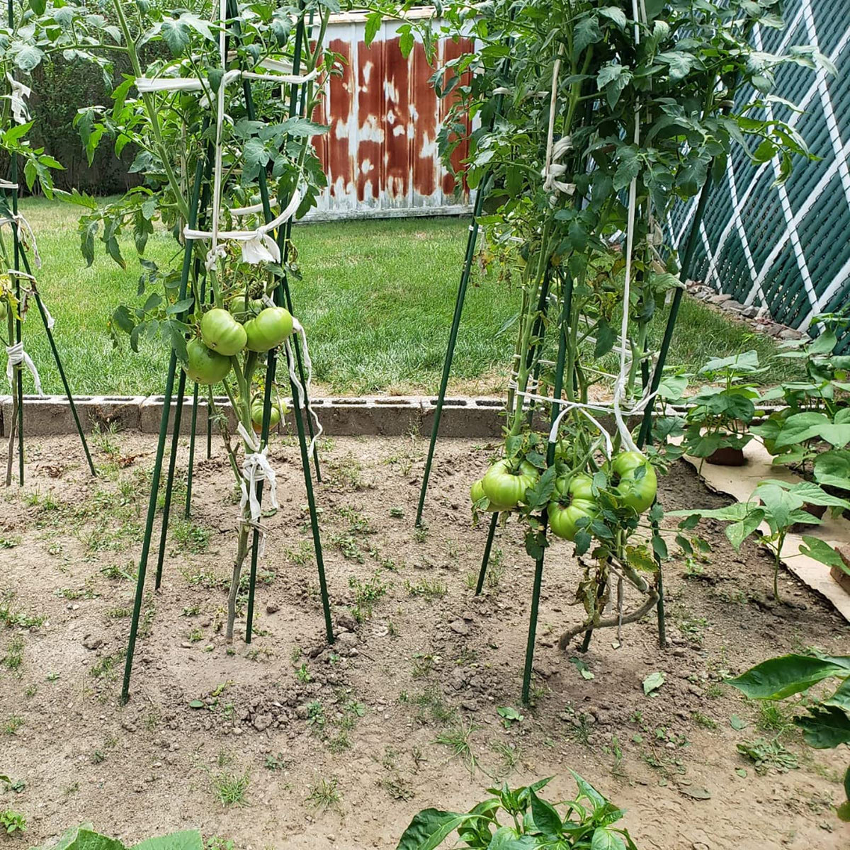 Xuwzenkl tomato-bean-cucumber stake supports vines in pots and beds