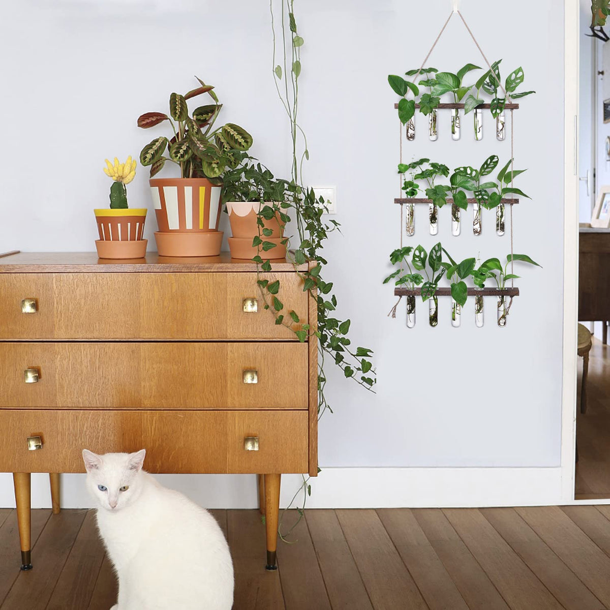 XXXFLOWER clear glass tubes showcase roots and growth with clarity