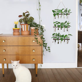 XXXFLOWER clear glass tubes showcase roots and growth with clarity
