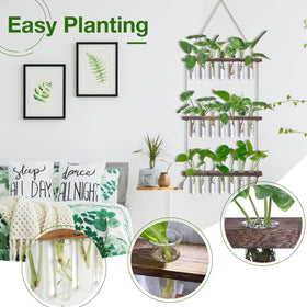 XXXFLOWER natural wood and clear glass showcase retro decor and plant growth