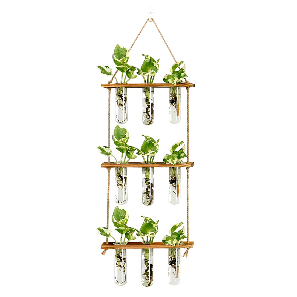 XXXFLOWER propagation station with wood stand and glass tubes for elegant wall decor and rooting cuttings.