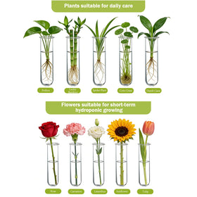 Small plants displayed in XXXFLOWER glass tubes for compact display