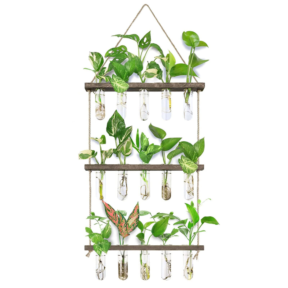 XXXFLOWER wall-hanging propagation station with wooden stand displaying five glass tubes for plant cuttings