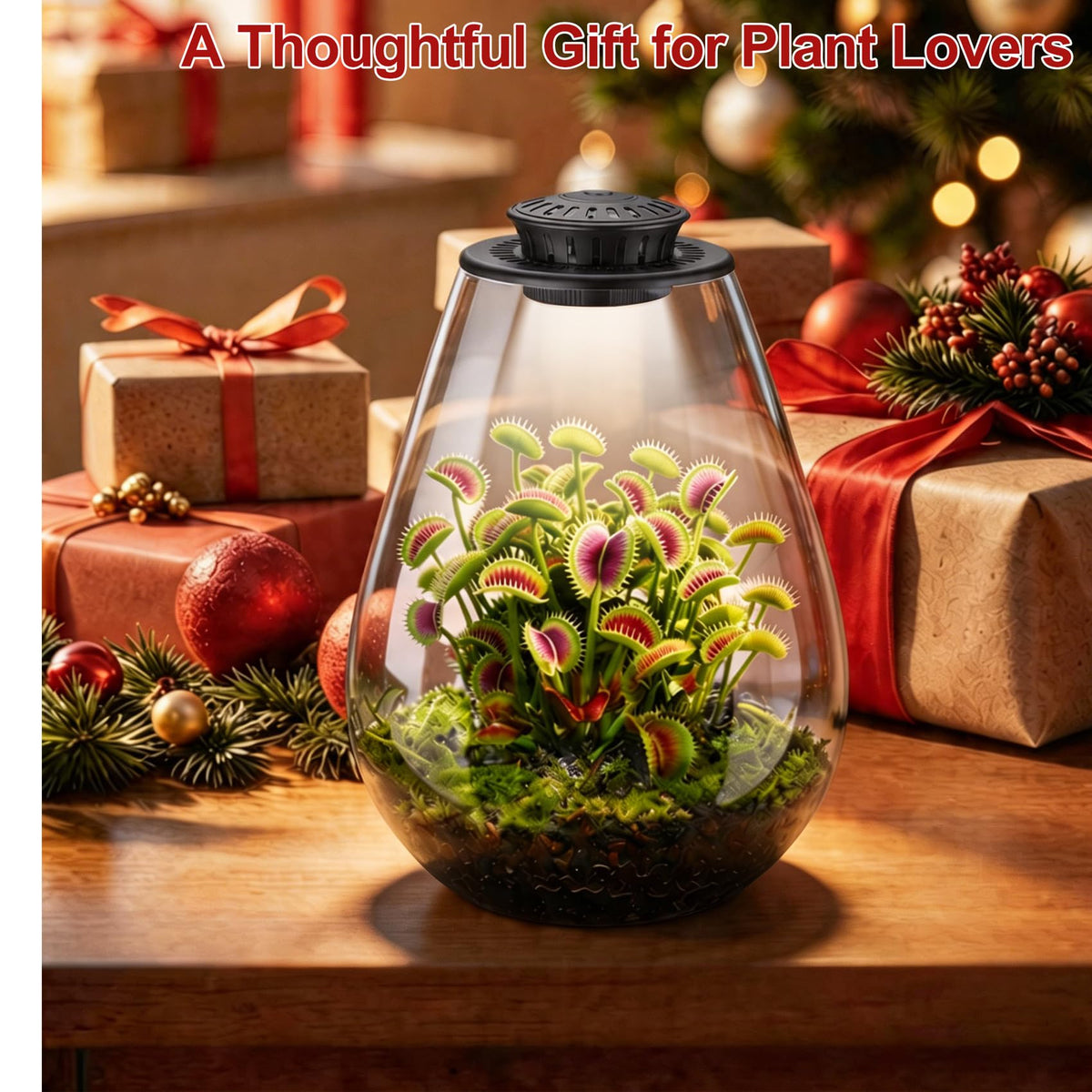 Xyingshine gift-ready terrarium packaging for gifting
