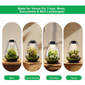 Xyingshine glass terrarium side view in a modern workspace
