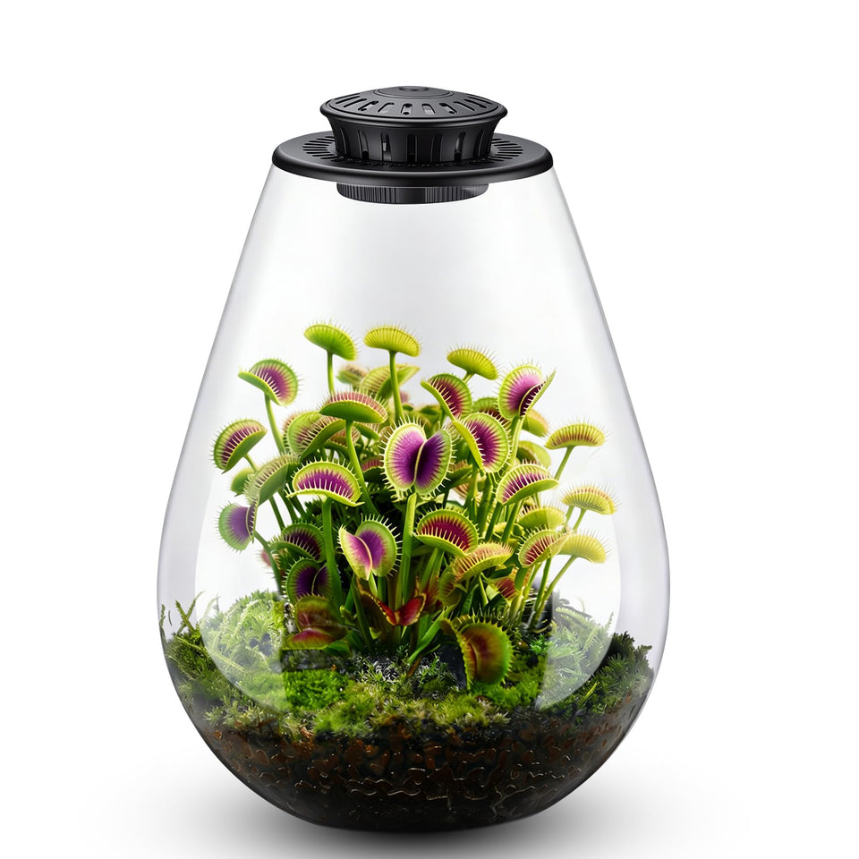 Xyingshine glass terrarium top view on a desk showing a clean display