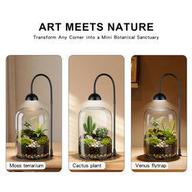 Xyingshine 8.2-inch borosilicate glass showcases moss and succulents clearly.