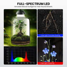 Xyingshine compact terrarium suits small succulents and air plants.