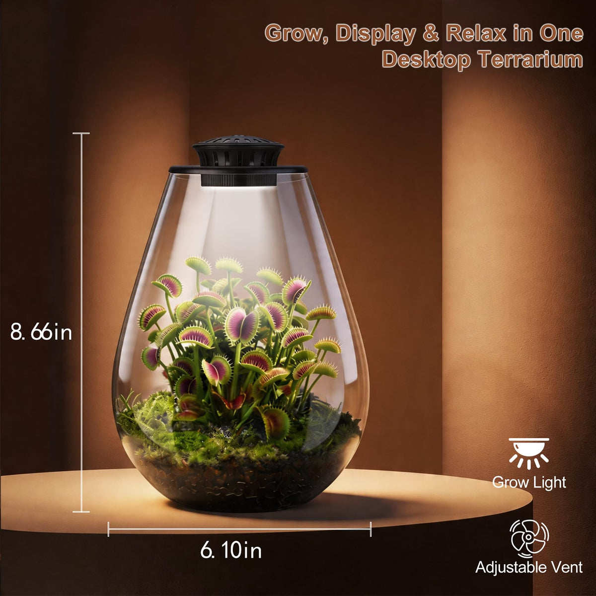 Xyingshine Venus fly trap display inside the terrarium