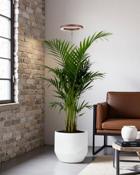 Yadoker grow light ideal for living room plant setups