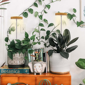 Height-adjustable pole enables flexible placement for taller or nearby plants