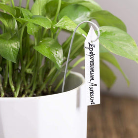 YaeCCC fruit trees labels help organized orchard labeling.