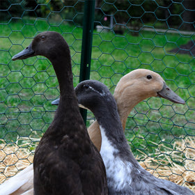YARDGARD poultry netting along a garden border provides airflow and visibility.