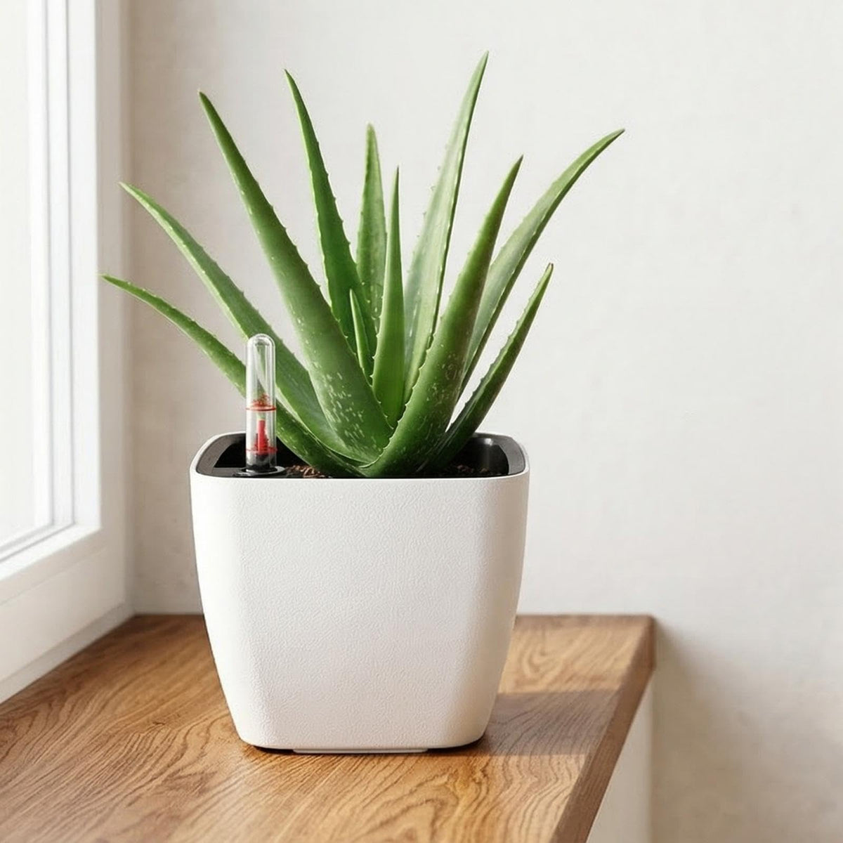 Yarlung modern display accentuates plant architecture in living spaces.